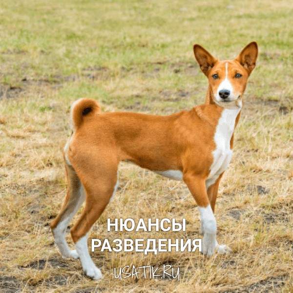 Разведение басенджи