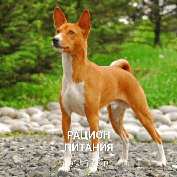 Рацион питания басенджи