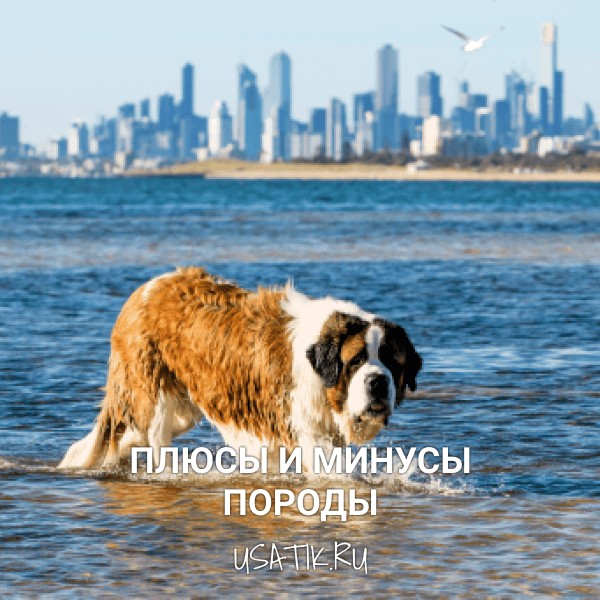 Плюсы и минусы сенбернаров
