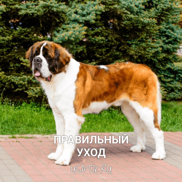 Уход за сенбернарами