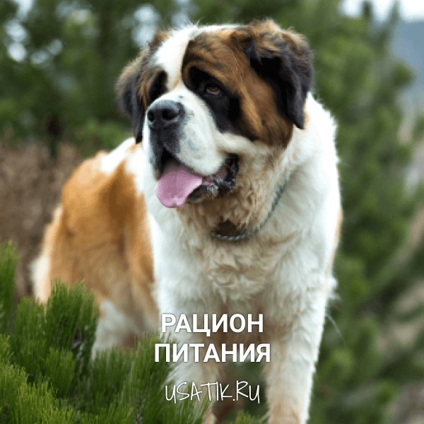Рацион питания сенбернаров