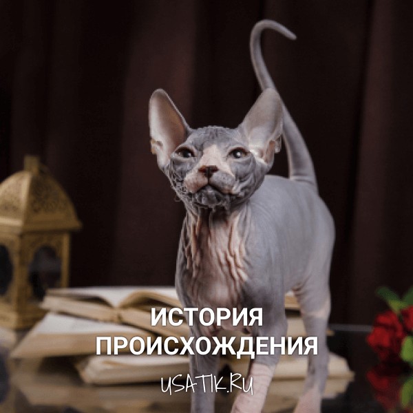 История происхождения донских сфинксов