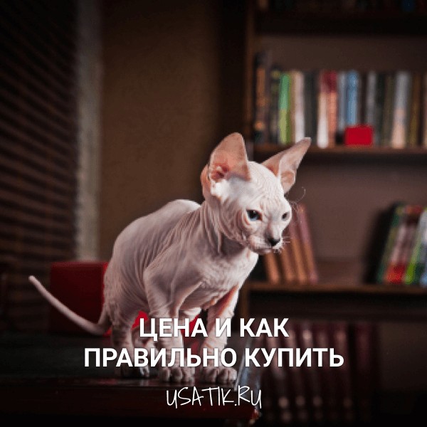 Донской сфинкс - цена и как правильно купить