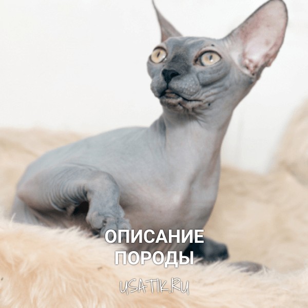 Донской сфинкс - описание породы