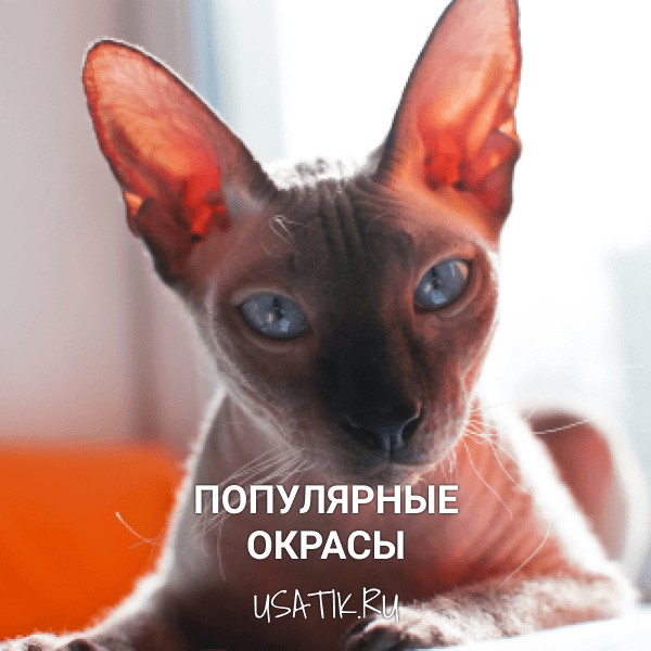 Популярные окрасы донских сфинксов