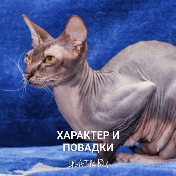 Характер и повадки донских сфинксов