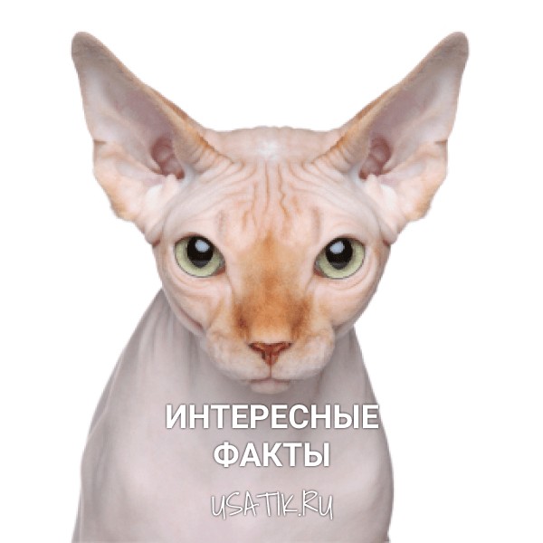 Интересные факты о донских сфинксах