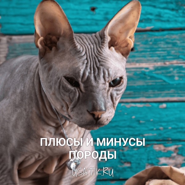 Плюсы и минусы донских сфинксов