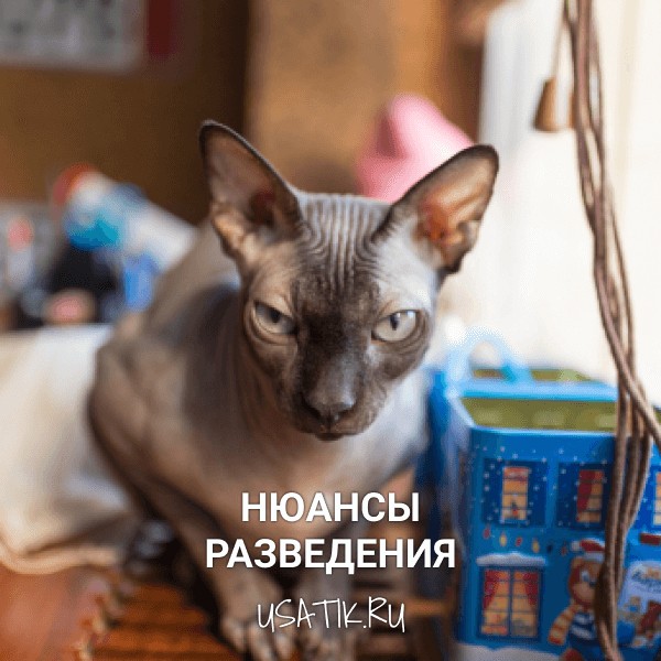 Разведение донских сфинксов