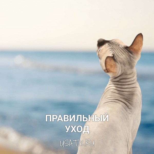 Уход за донскими сфинксами