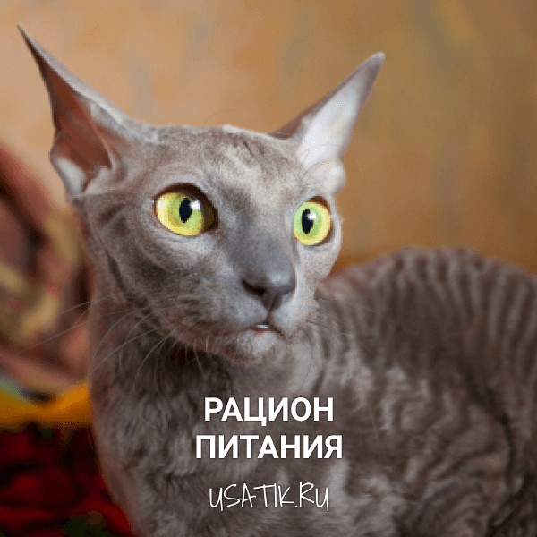 Рацион питания донских сфинксов