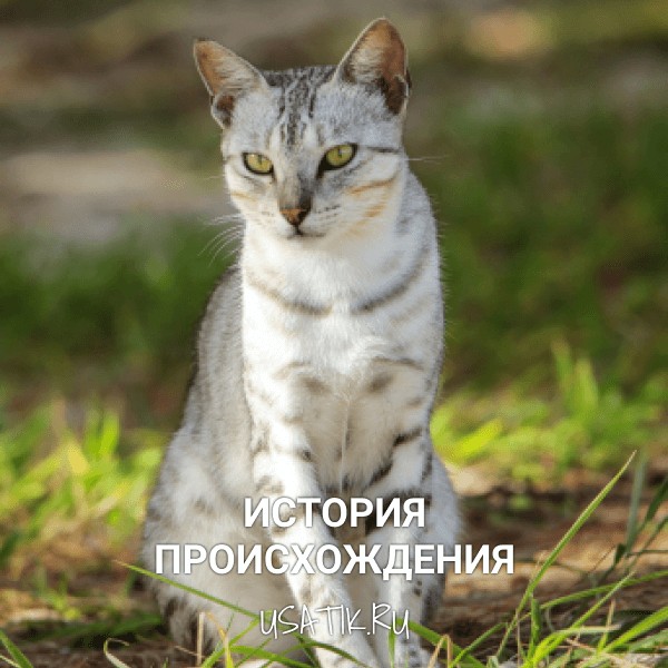 История происхождения египетских кошек