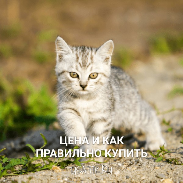Египетская кошка - цена и как правильно купить