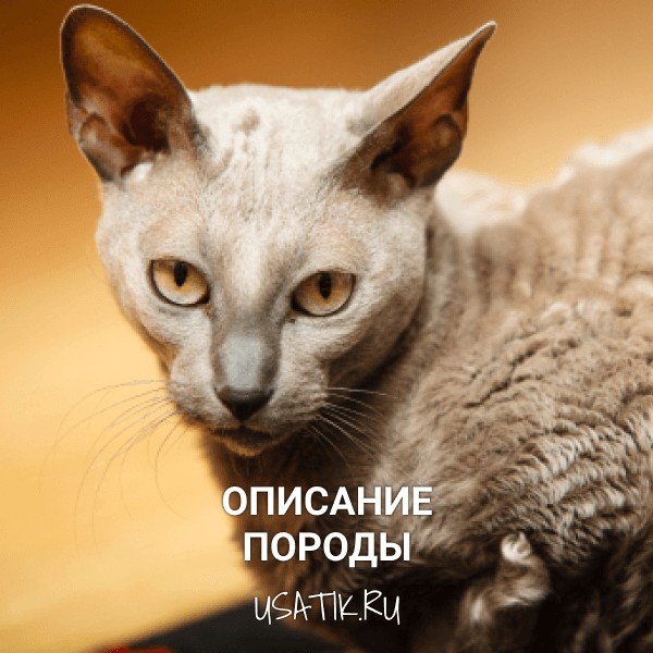 Египетская кошка - описание породы
