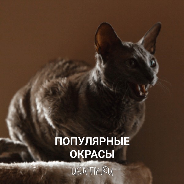 Популярные окрасы египетских кошек