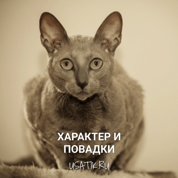 Характер и повадки египетских кошек