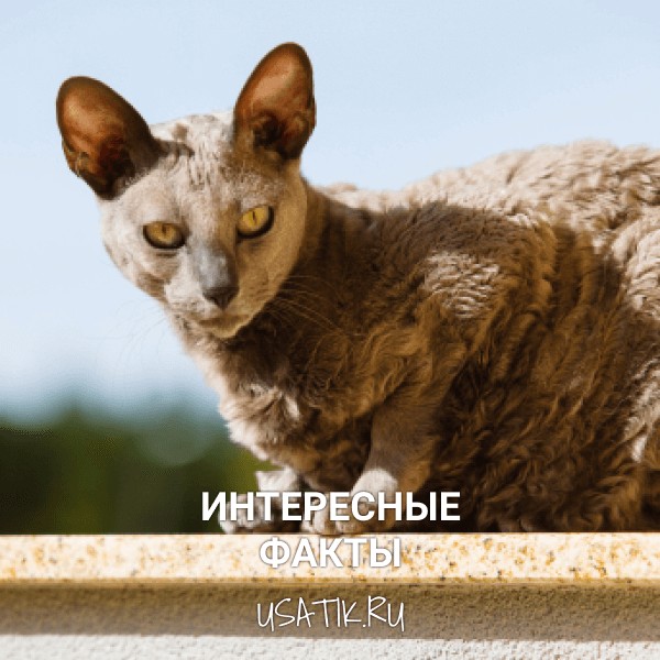 Интересные факты о египетских кошках