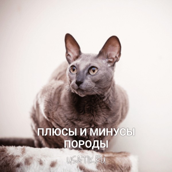 Плюсы и минусы египетских кошек