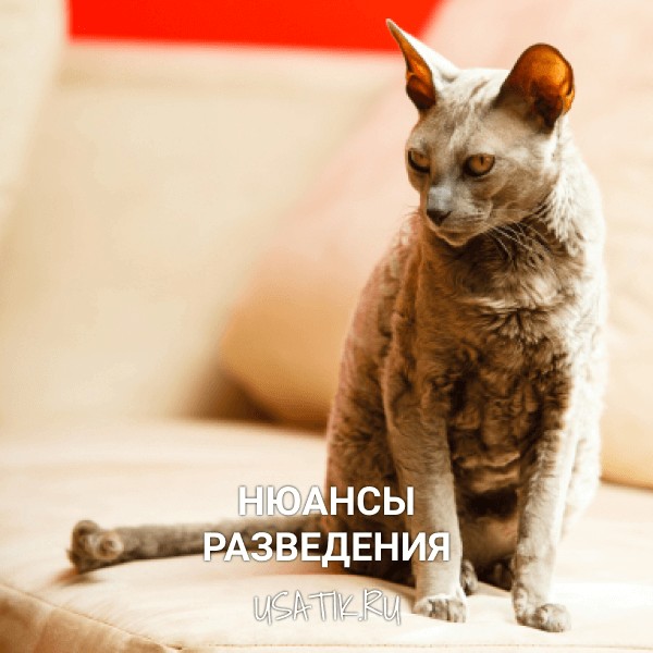 Разведение египетских кошек