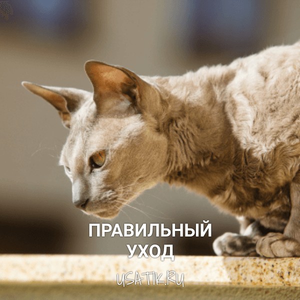 Уход за египетскими кошками