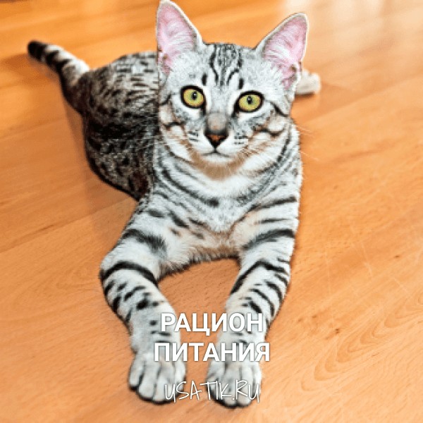 Рацион питания египетских кошек