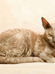 Египетская кошка