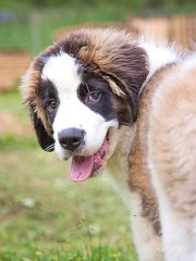 Московская сторожевая