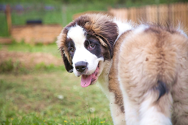 Московская сторожевая