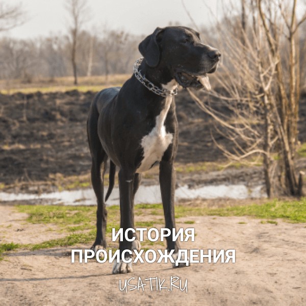 История происхождения немецких догов
