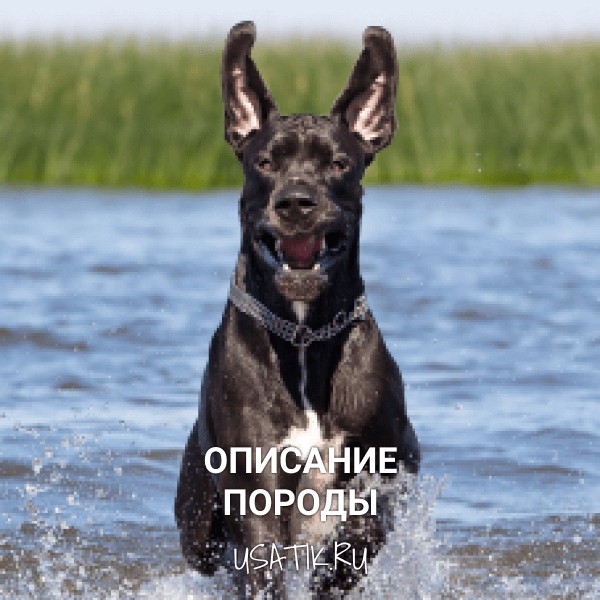 Немецкий дог - описание породы