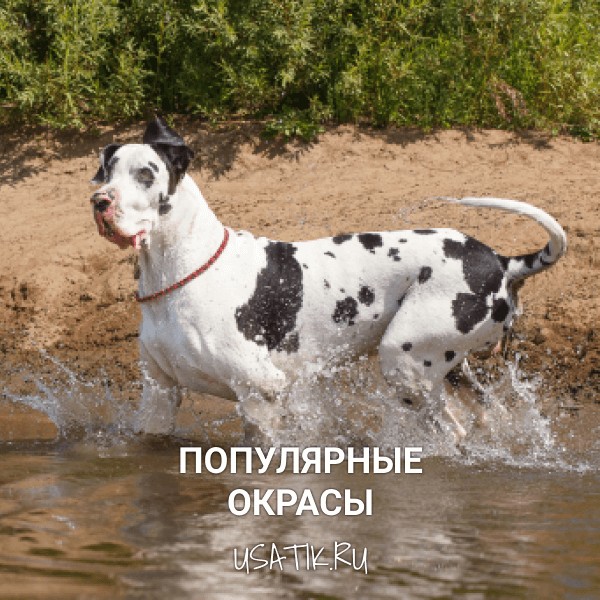 Популярные окрасы немецких догов