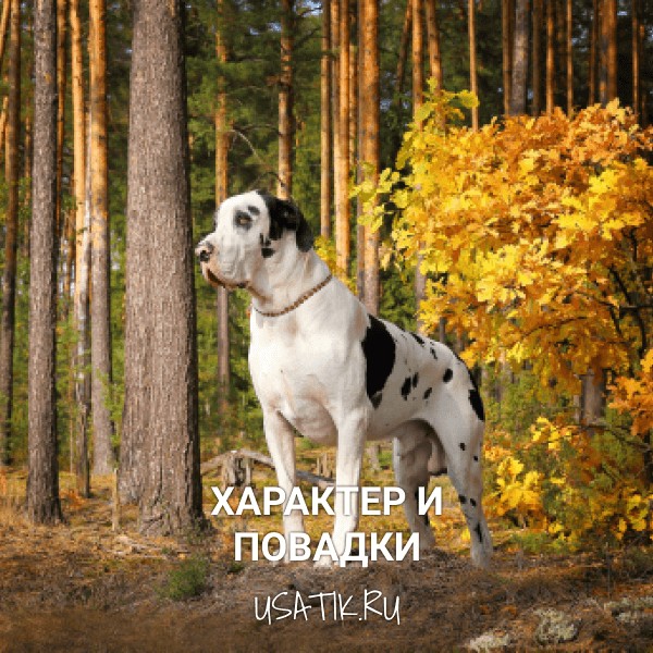 Характер и повадки немецких догов