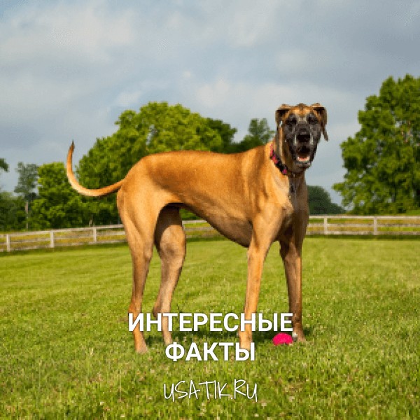 Интересные факты о немецких догах