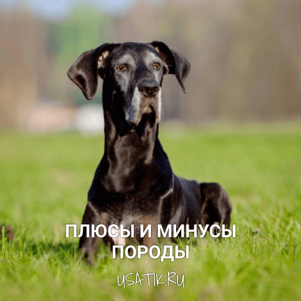 Плюсы и минусы немецких догов