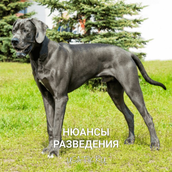 Разведение немецких догов