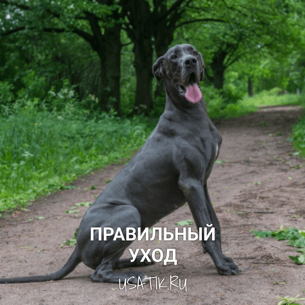 Уход за немецкими догами