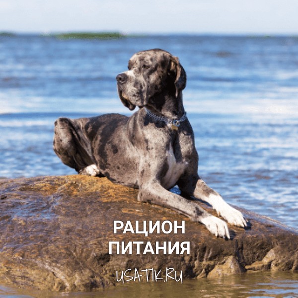 Рацион питания немецких догов