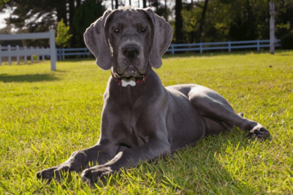 Немецкий дог