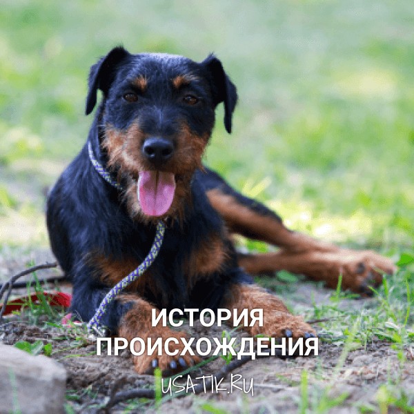История происхождения немецких ягдтерьеров