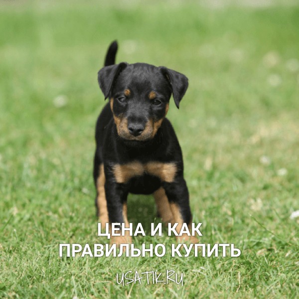 Немецкий ягдтерьер - цена и как правильно купить