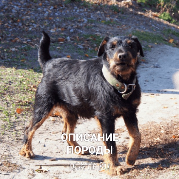 Немецкий ягдтерьер - описание породы