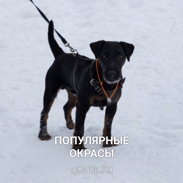 Популярные окрасы немецких ягдтерьеров