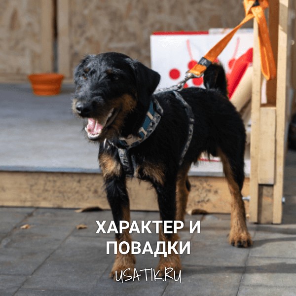 Характер и повадки немецких ягдтерьеров