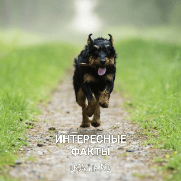 Интересные факты о немецких ягдтерьерах