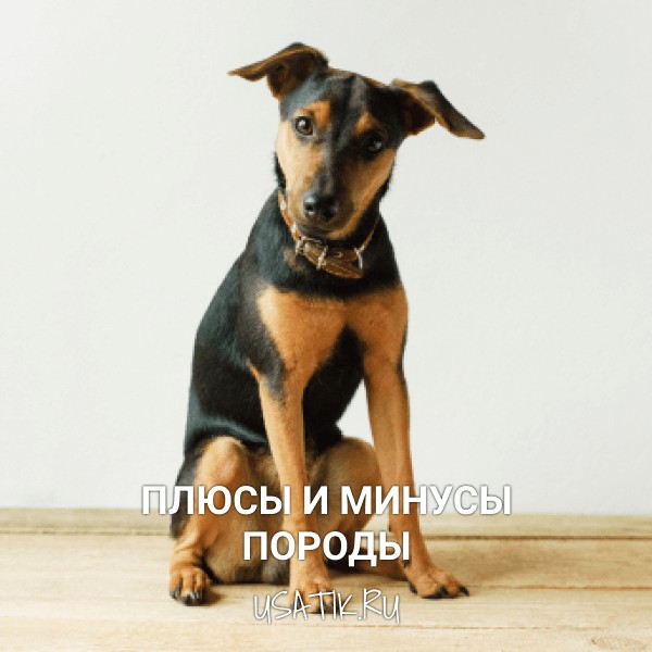 Плюсы и минусы немецких ягдтерьеров