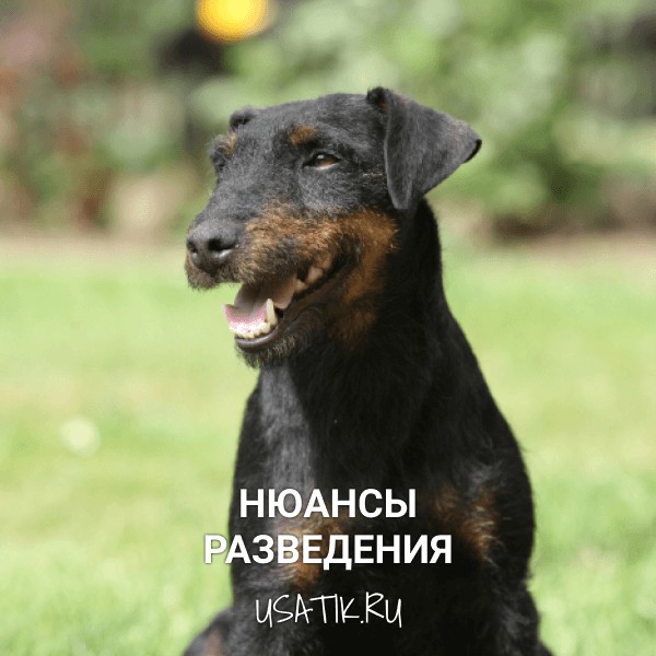 Разведение немецких ягдтерьеров