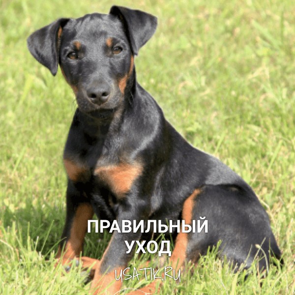 Уход за немецкими ягдтерьерами