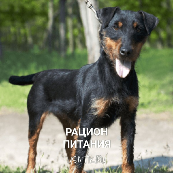 Рацион питания немецких ягдтерьеров
