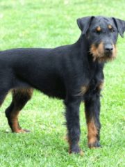 Немецкий ягдтерьер