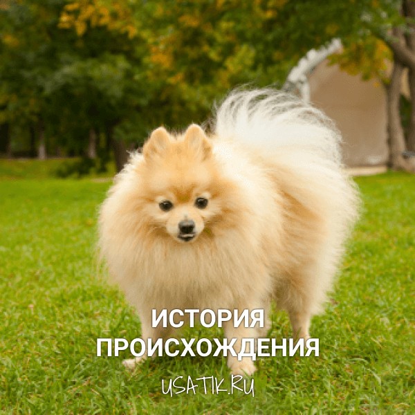 История происхождения померанских шпицев